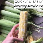 how to freeze corn pin
