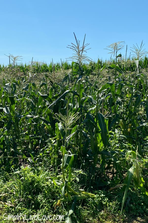 sweet corn field (1)