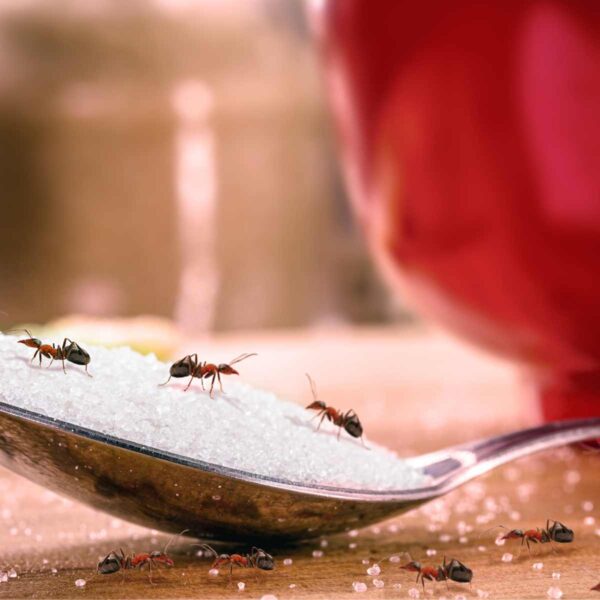 ants crawling on spoonful of sugar on counter