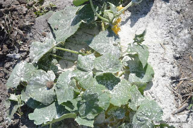 DE on cucumbers is an effective and totally organic way to kill cucumber beetles.