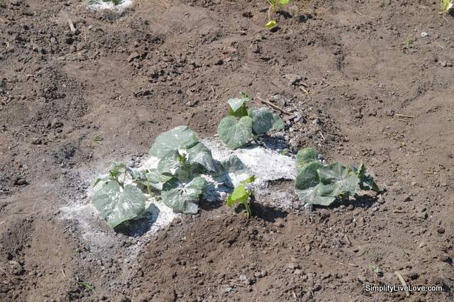 I tossed some Diatomaceous Earth on my cucumber plants to get rid of those nasty cucumber beetles that kept ruining my crop.