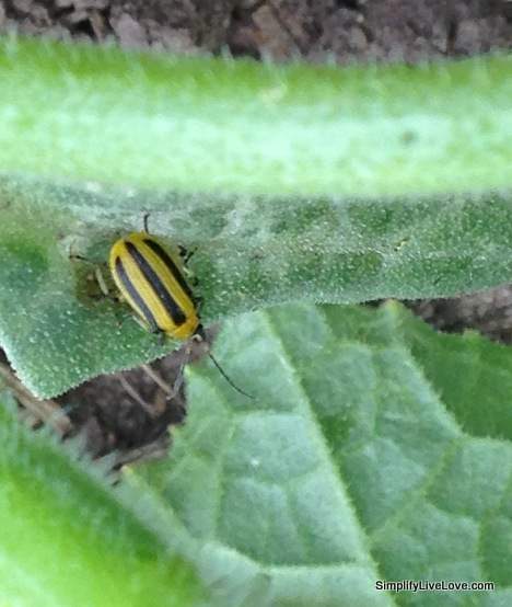 Here's what a cucumber beetle looks like - keep and eye out for these pests! They're cute but they're SO destructive!