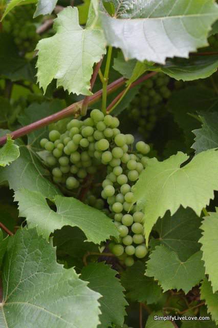 grape arbors