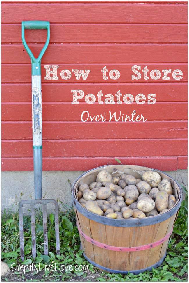How to store potatoes over winter