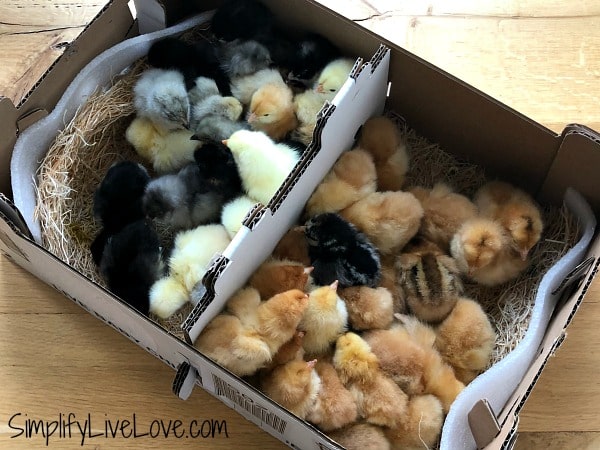 box of 50 mailed baby chicks
