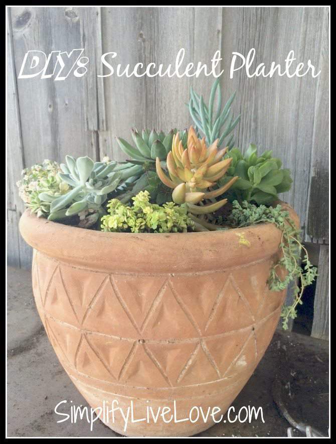 Succulent Planter DIY