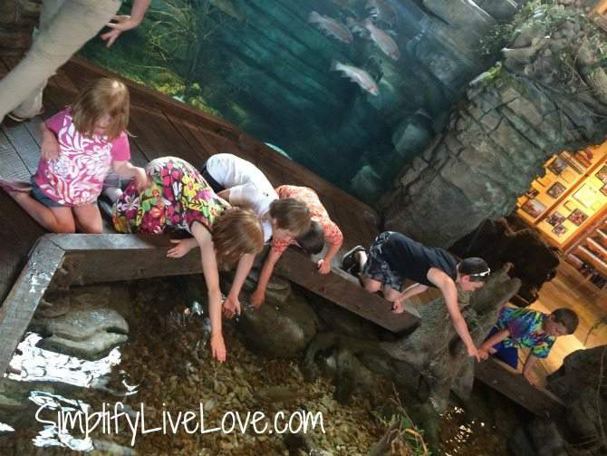 5 things to do with kids in Springfield , Missouri-pet the fish at Bass Pro Shops by SimplifyLiveLove.com