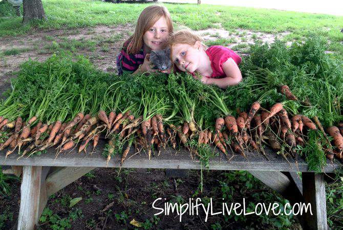 Two girls leaning on a bench full of fresh carrots just pulled from the garden