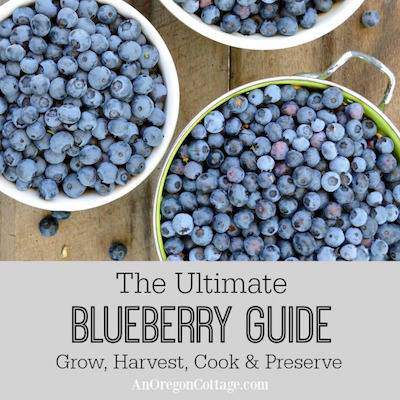 blueberry guide