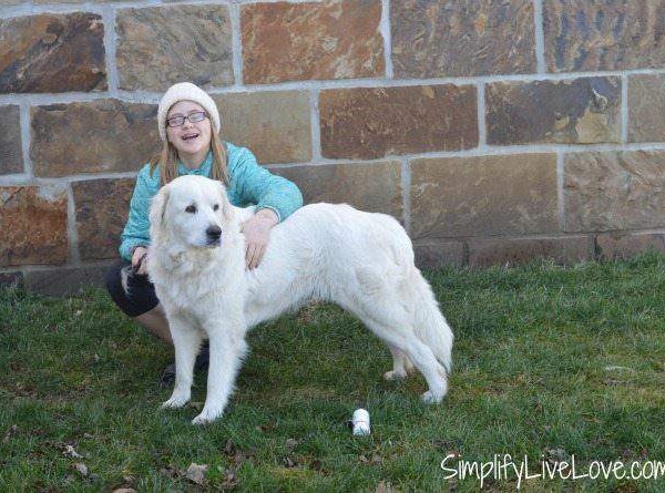 Grooming a Great Pyrenees Dog