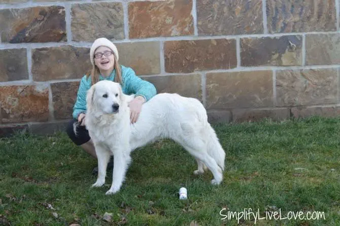 do great pyrenees have 6 toes