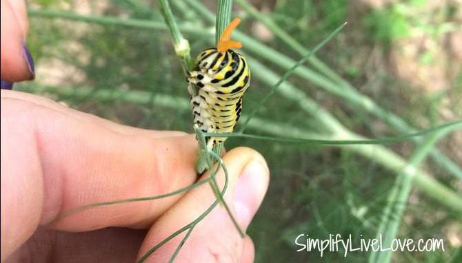 Butterfly caterpillar on dill plant.