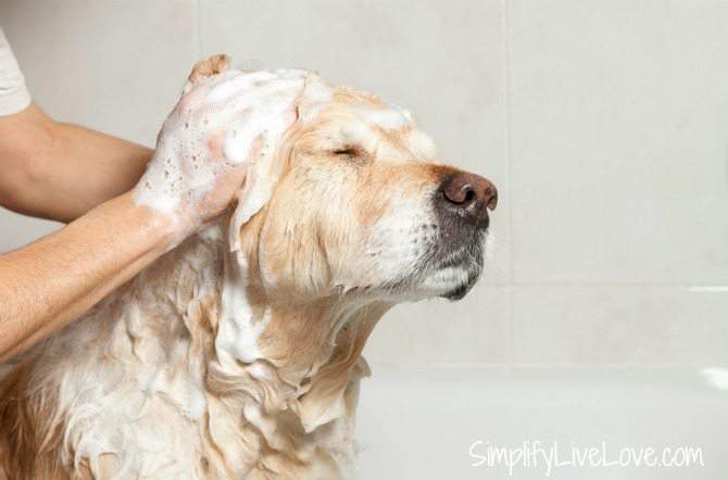 How to Make Your Dog Happy. Keeping them clean with Bayer ExpertCare is a good step.