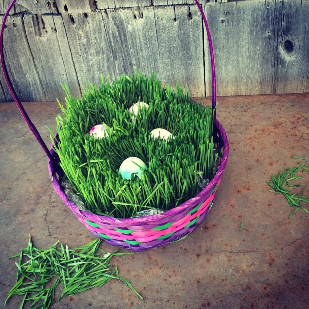 Grow Your Own Easter Basket Grass with this tutorial. You only need a few days!