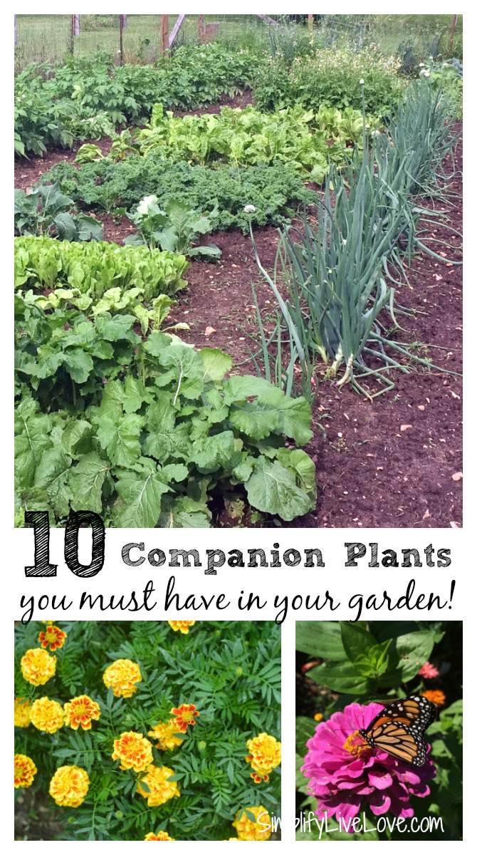 10 Companion Companion Plants you must have in your garden