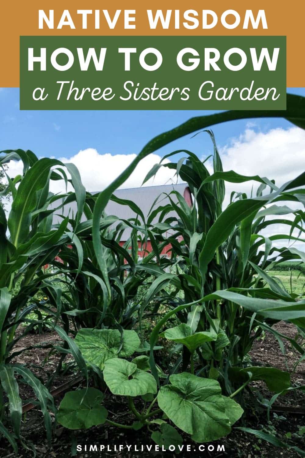 From Seed to Harvest: How to Grow a Three Sisters Garden - Simplify ...