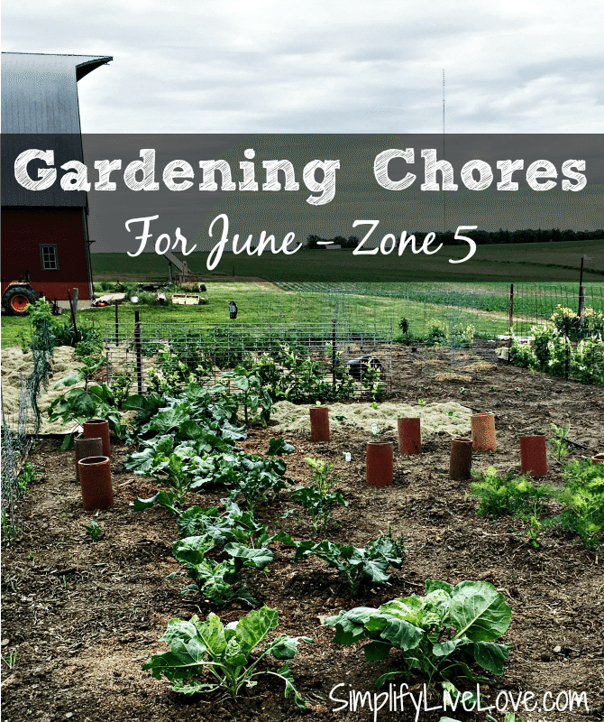 Gardening chores for June, Zone 5. It's not too late to plant a garden, even if you haven't started yet. Check out what to plant in June with this helpful list.
