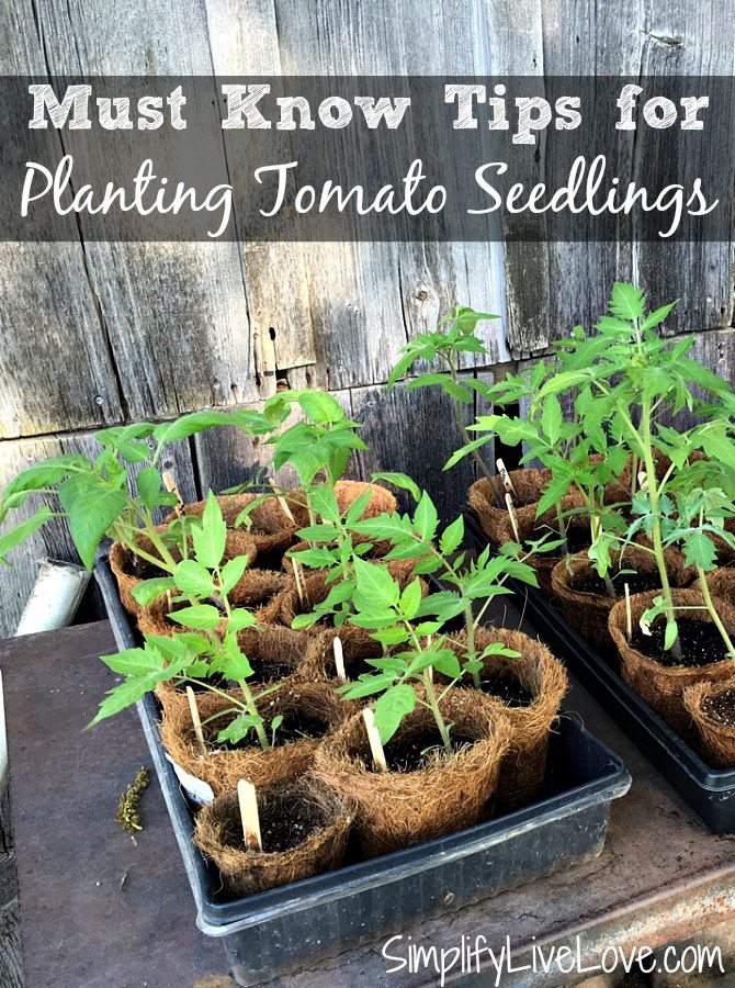 Must know tips for planting tomato seedlings