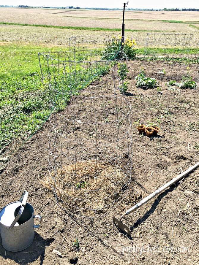 support tomatoes with homemade tomato cages