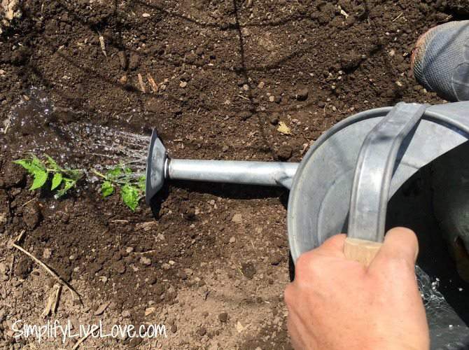 water the tomatoes after planting