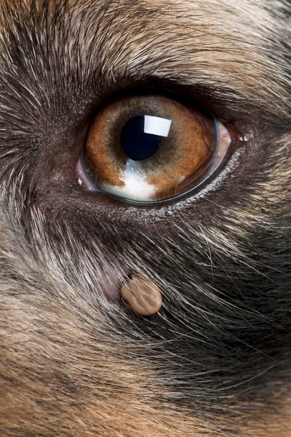 tick under dog eye