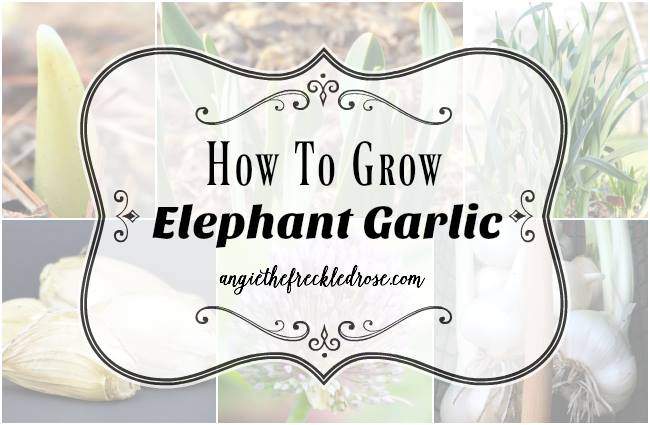 elephant garlic