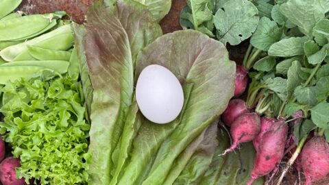 flat lay of garden fresh lettuce, radishes, new potatoes. When Is It Too Late to Plant in a Zone 5 Garden