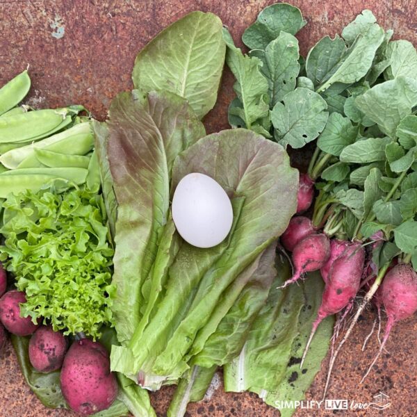 flat lay of garden fresh lettuce, radishes, new potatoes. When Is It Too Late to Plant in a Zone 5 Garden