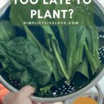 Think your Zone 5 garden is done for the season? Think again. Here's exactly when it's too late to plant vegetables, herbs, and greens before your first fall frost, plus the fast-growing varieties that still have time to mature. From quick greens to root veggies to the one crop (garlic!) that actually wants to go in after frost hits. #ZoneGardening #FallGarden #Zone5Garden #VegetableGarden #GardeningTips