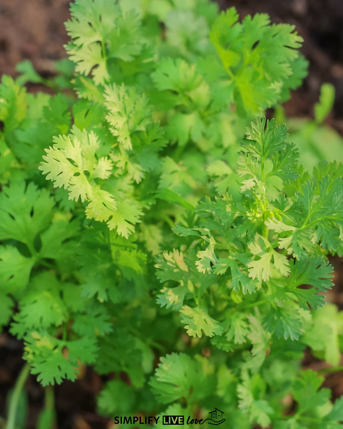 quick growing cilantro - great for cooler weather