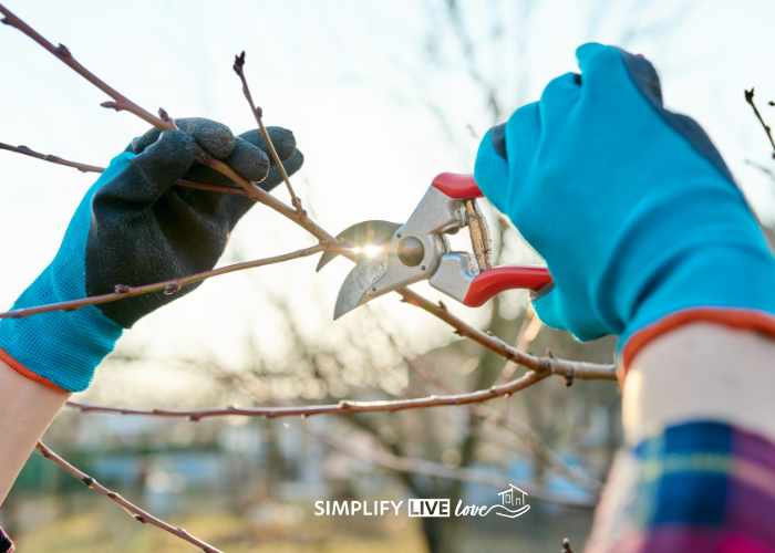 person with blue gardening gloves pruning fruit trees