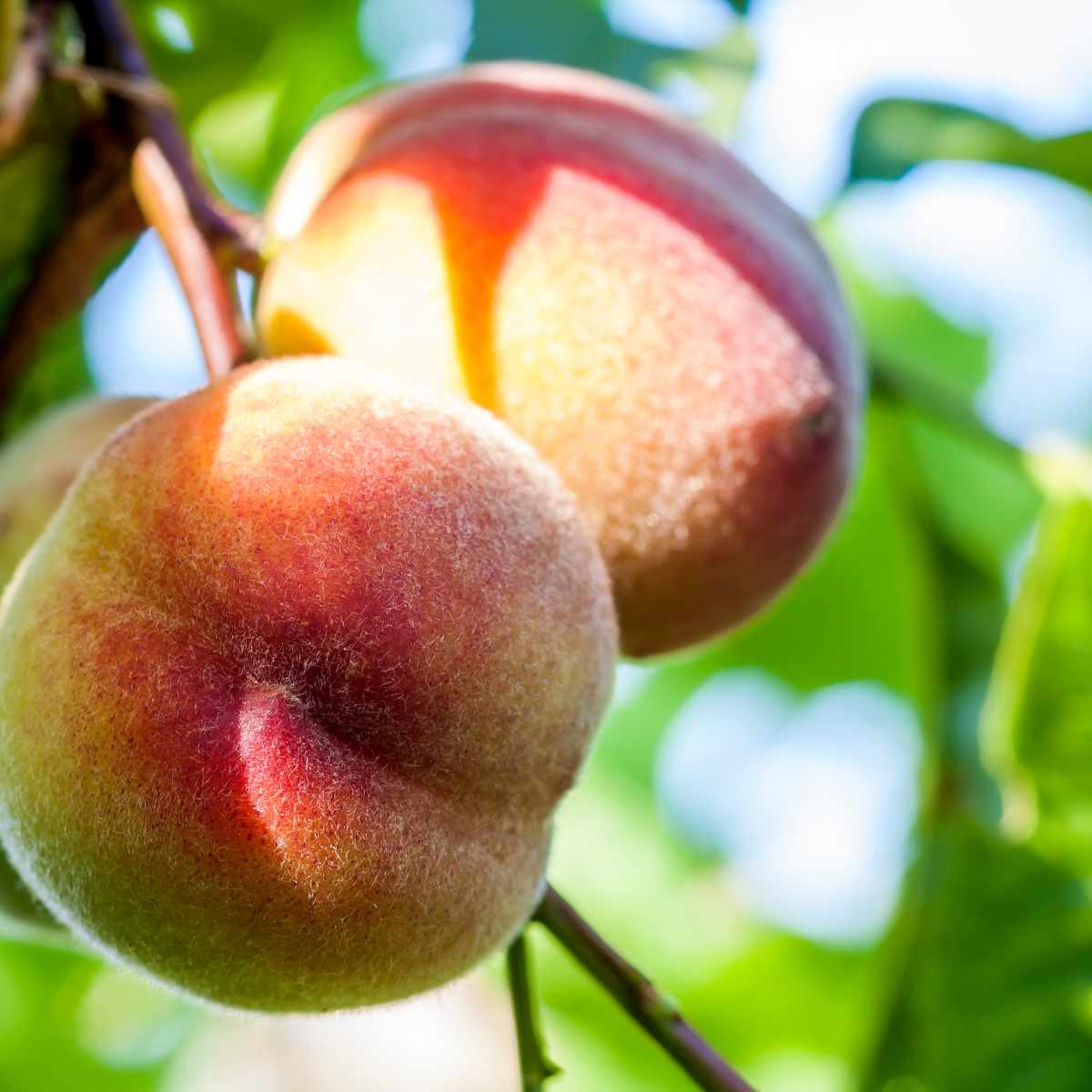 sun-ripened peaches growing organic fruit garden