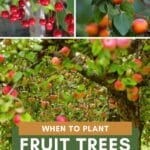 collage of cherry, apricot, and apple trees for when to plant fruit trees zone 5