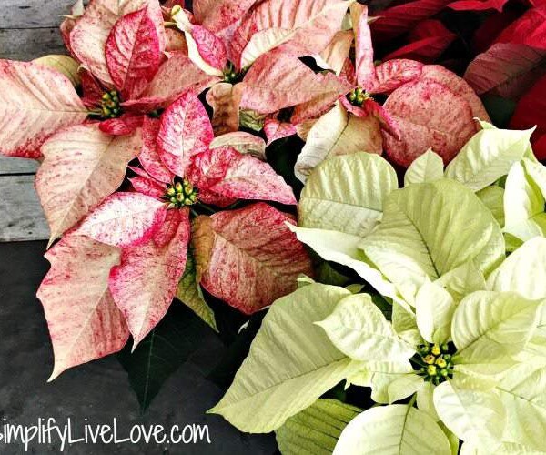 5 Must Know Tips for Growing Poinsettias Indoors