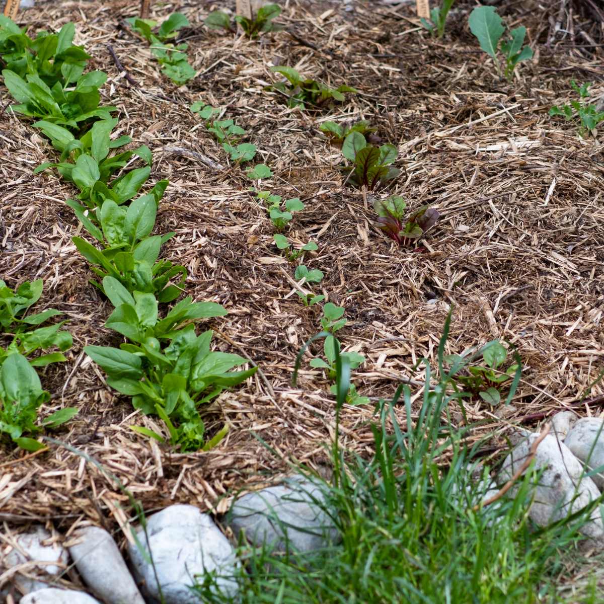 rows of garden greens with straw mulch to prevent weeds