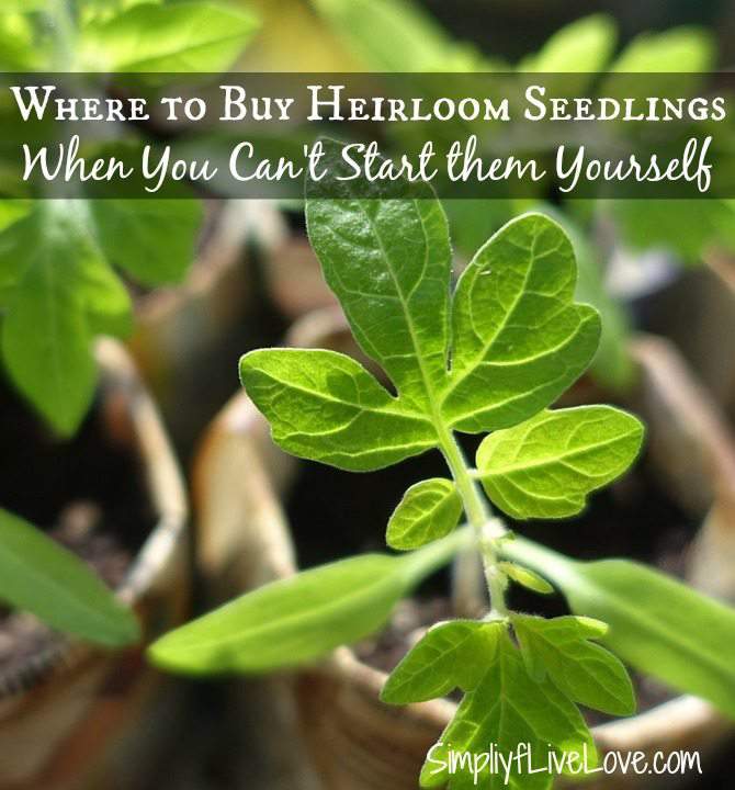 Where to buy heirloom seedlings when you can't start them yourself