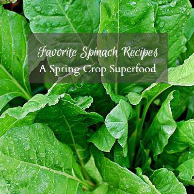 Favorite Recipes with Spinach