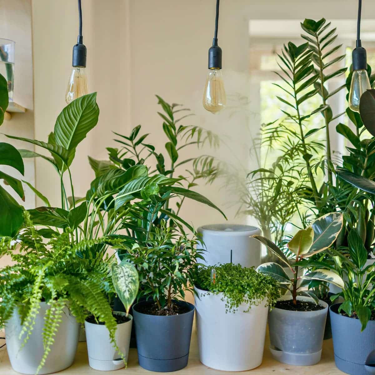 air purifying indoor plants