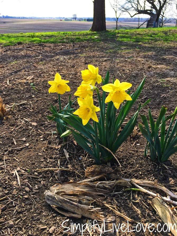 daffodils in Eastern Iowa
