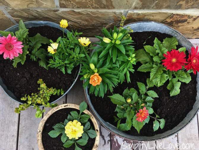 Cutting Flower Container Garden SLL