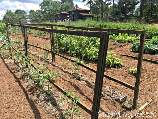 Tomato Trellis at Moss Mountain Farm