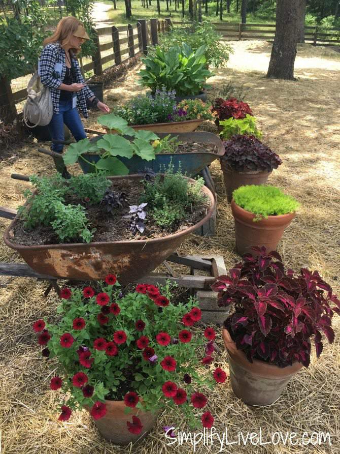 wheel barrow planters at Moss Mountain Farm