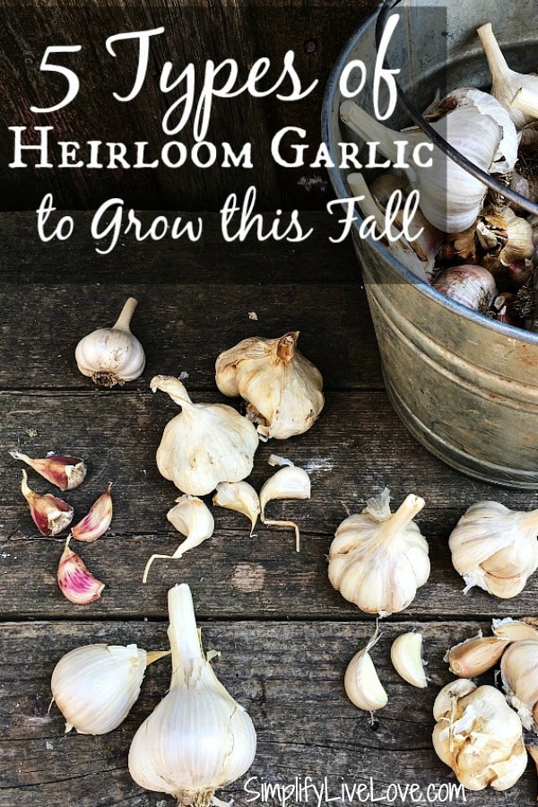 5 Types of Heirloom Garlic to Grow this Fall