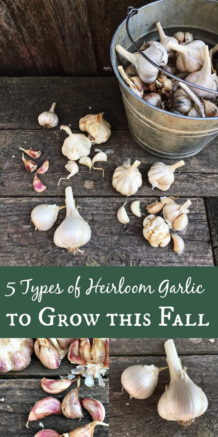 Wondering what type of garlic to plant this fall? These 5 types should be staples in any garlic garden!