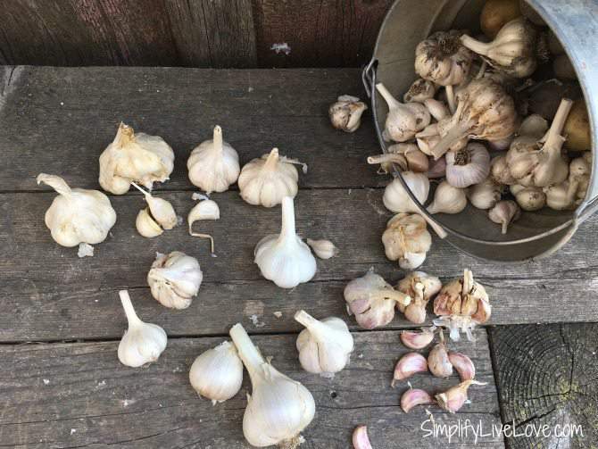 5 types of heirloom garlic to grow in your garden