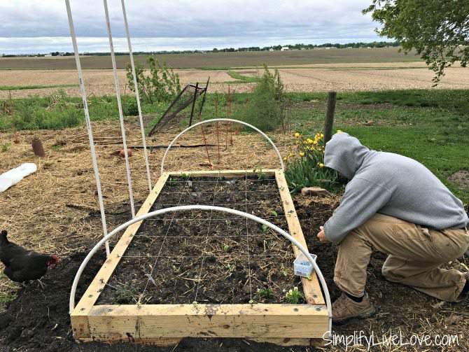 Bend the PVC pipes over the raised garden beds