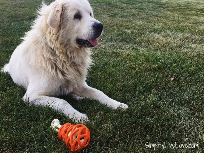 How to Train Great Pyrenees - 5 Useful Tips | Simplify ...