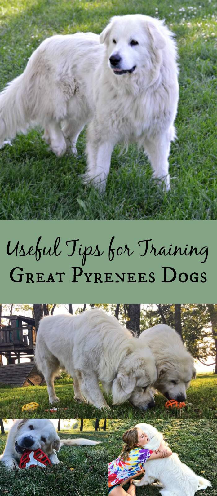 How to Train Great Pyrenees - 5 Useful Tips | Simplify ...