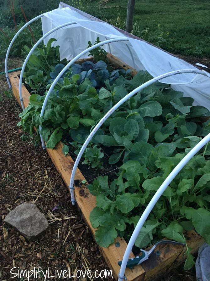 bug free cabbage thanks to covered raised garden bed