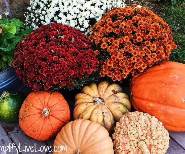 tips for keeping your fall mums beautiful